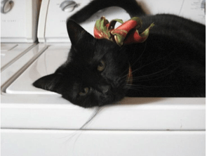 Black cat on laundry machine