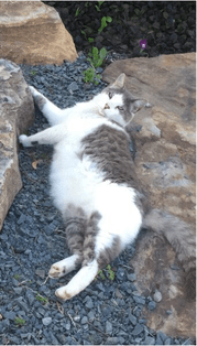 Cat laying outside