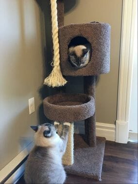 Two cats playing together on a play structure