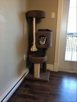 Cat in a cat play structure