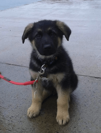 Puppy on red leash
