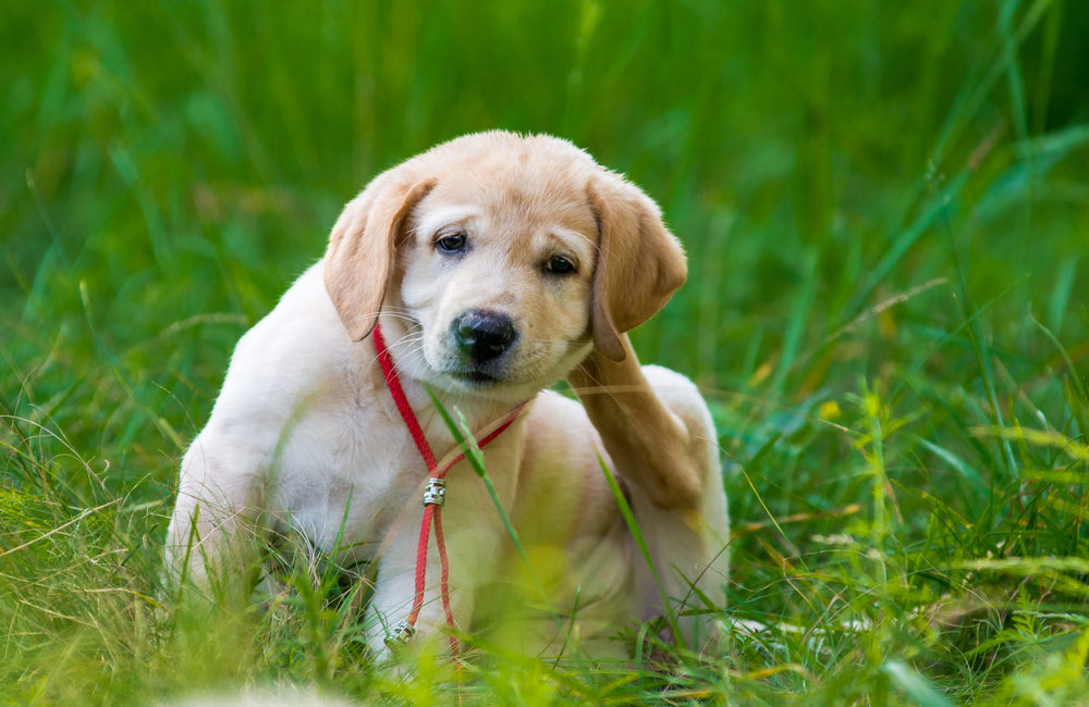 Golden Retriever Puppy Scratching Behind Ear
