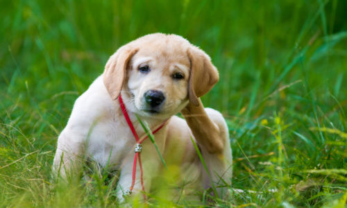 Golden Retriever Puppy Scratching Behind Ear