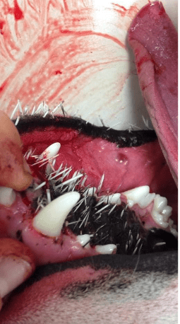 Close up of a dog's mouth with porcupine spikes