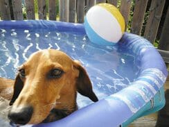 Dog with beach ball in a blow up pool