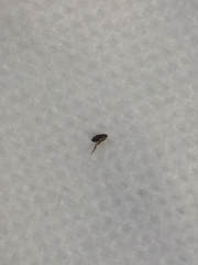Close up of a flea on paper towel