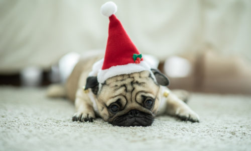 Sad Puppy with Santa Hat on