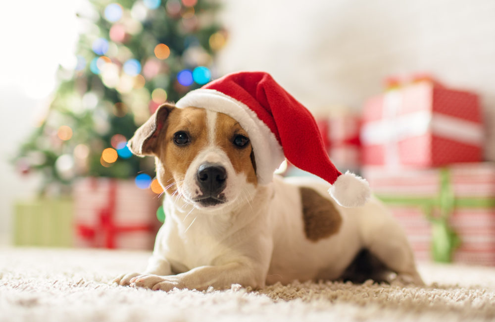 Jack Russell in a Santa Hat