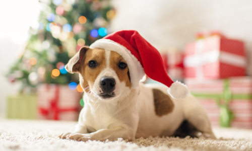 Jack Russell in a Santa Hat