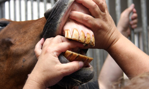 Close up of a horse's teeth