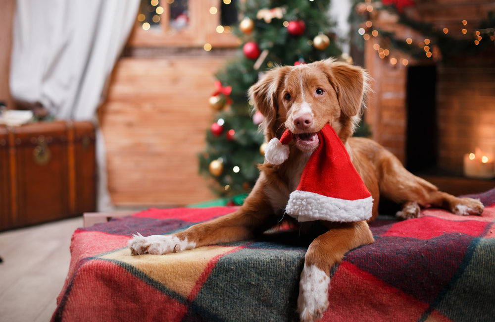 Brown Dog in front of a Christmas Tree