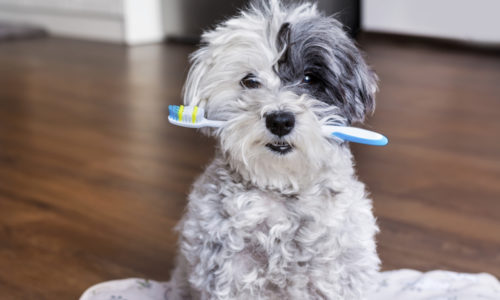 Poodle with toothbrush in mouth