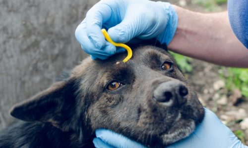 Tick removal on a dog