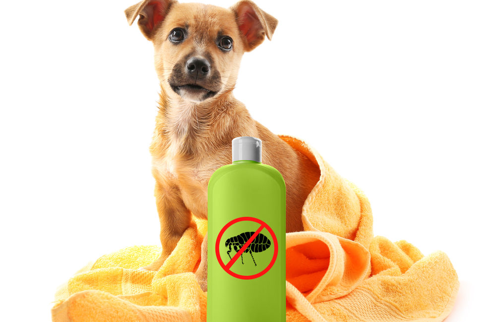 Dog with a Pest Product