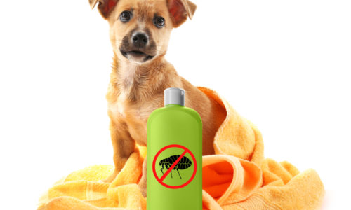 Dog with a Pest Product