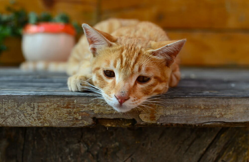 Ginger cat sad
