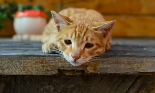 Ginger cat sad