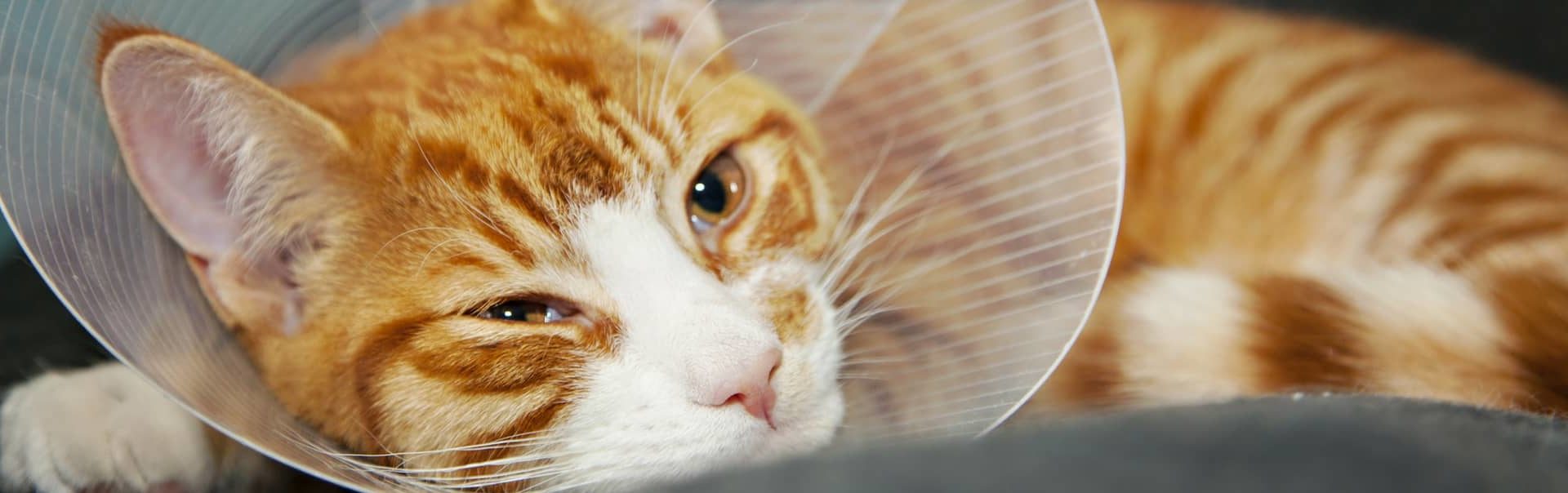 Ginger Cat with Head Cone