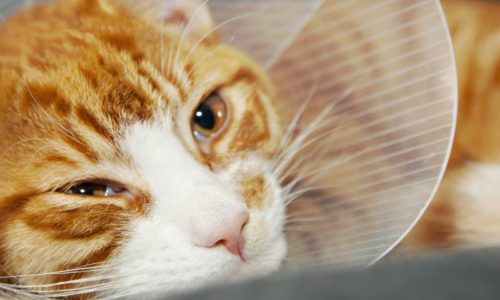 Ginger Cat with Head Cone