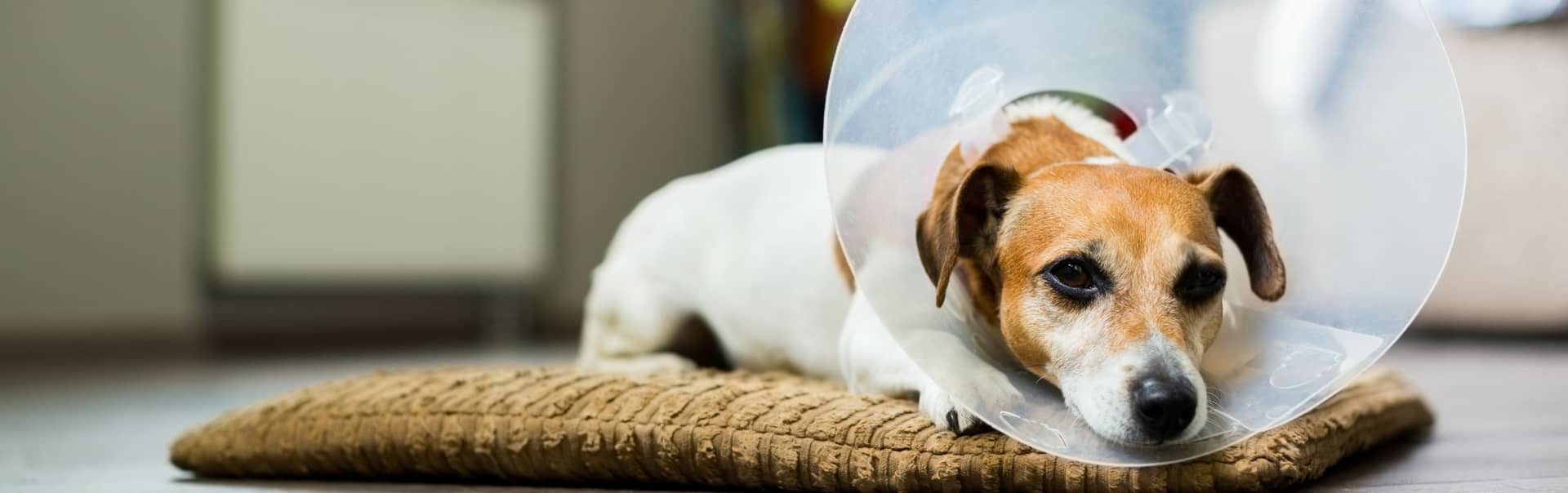 A Jack Russell with a cone
