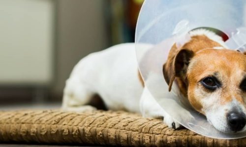A Jack Russell with a cone