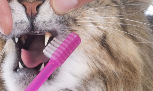 Brushing a cat's mouth