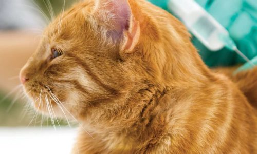 Ginger cat getting a vaccination shot