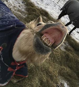 Horse Showing Teeth
