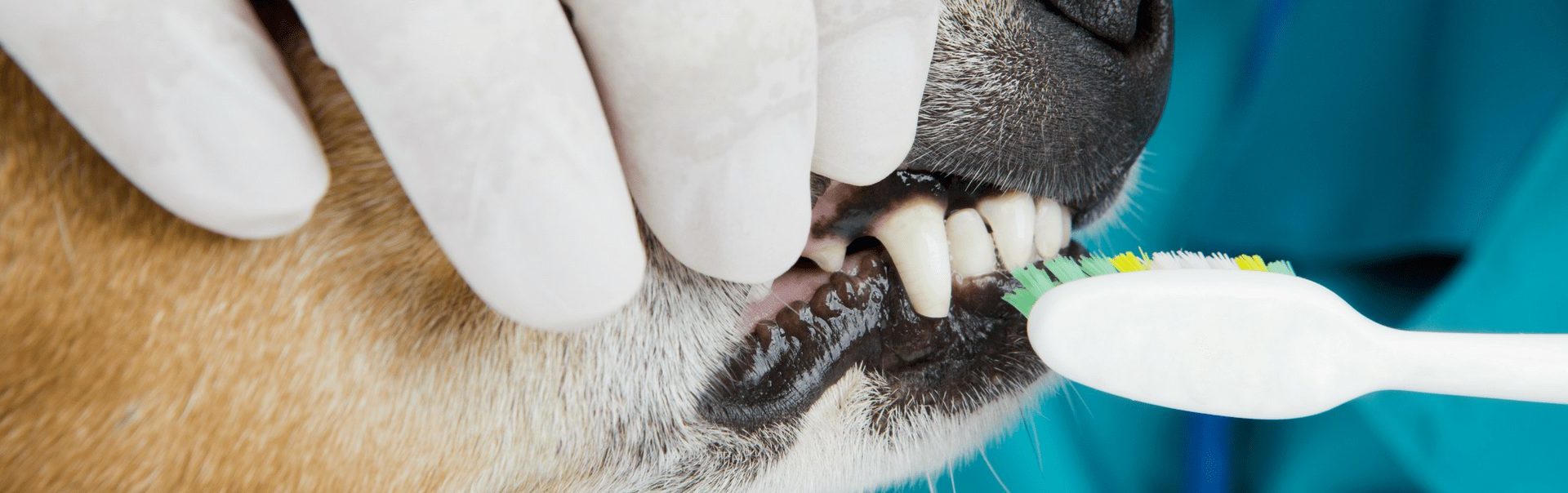 A dog getting their teeth brushed