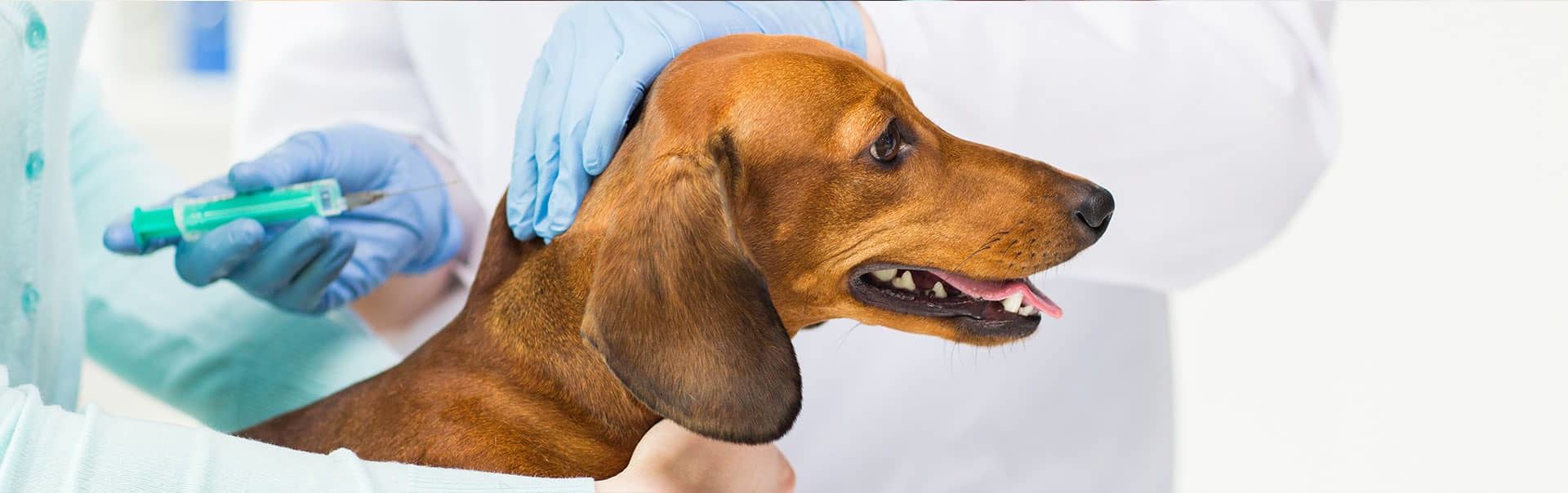 A dog receiving a vaccination shot