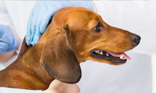 A dog receiving a vaccination shot