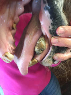 Horse Dental Tartar